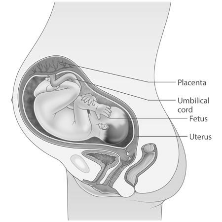 Pregnancy Update – 31 Weeks image 1